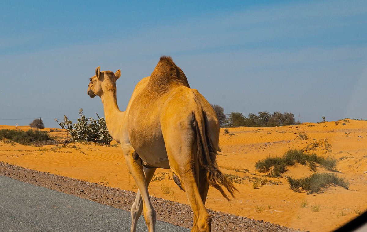 Ras al Khaimah – Dubaj a Arabský svět